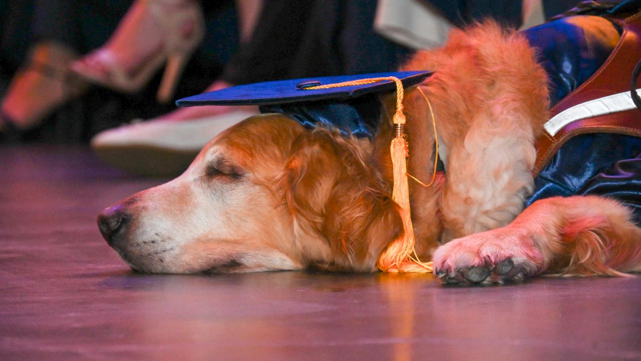 Dog wearing Graduation Cap